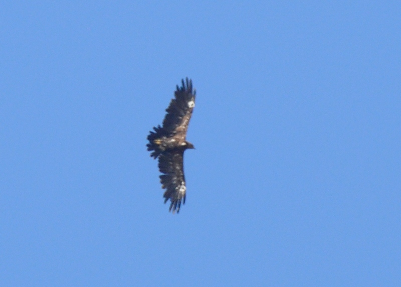 aquila anatraia maggiore